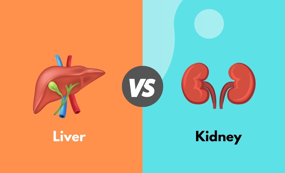 liver-vs-kidney-what-s-the-difference-with-table