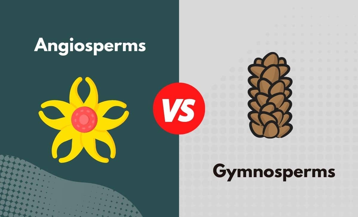 Angiosperms Vs. Gymnosperms - What's The Difference