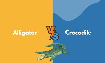 Differences Between Albino and Leucistic Crocodiles and Alligators -  Owlcation