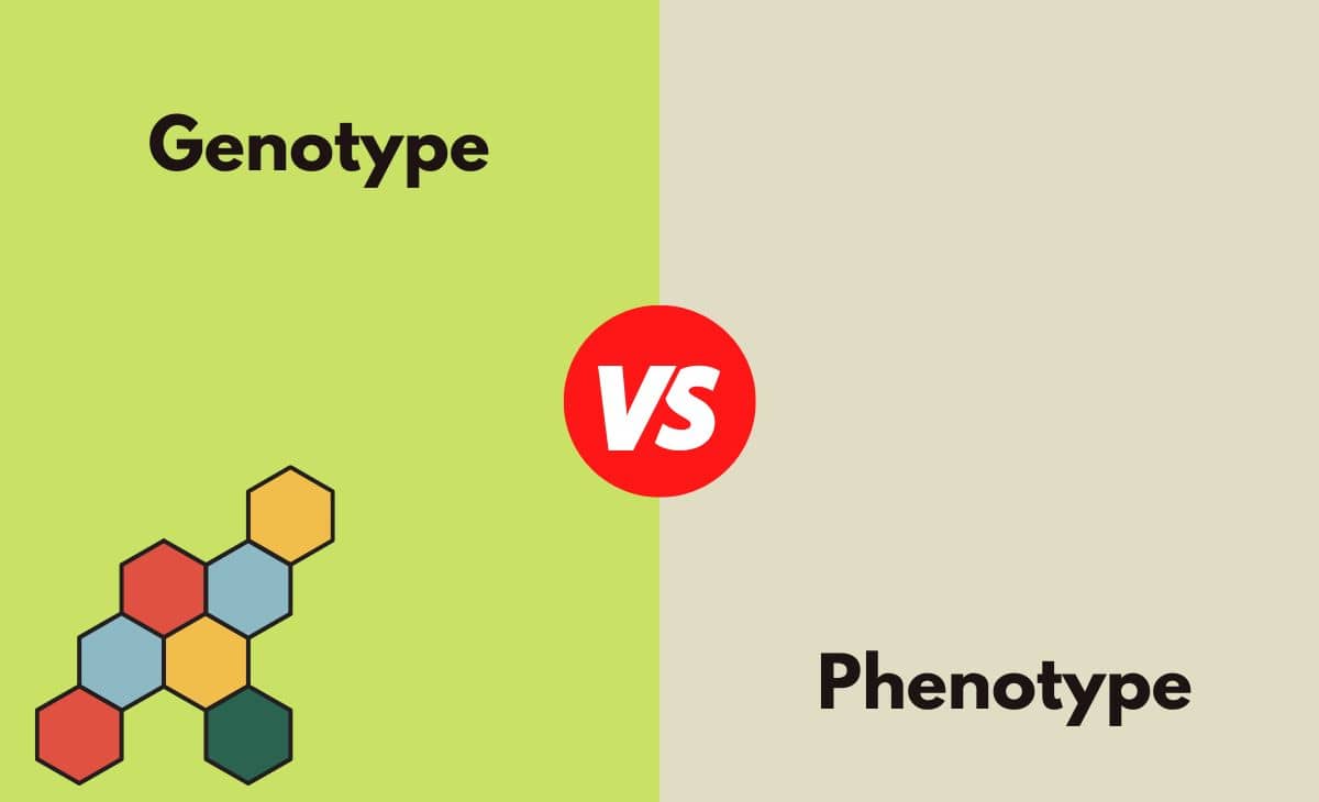 Genotype Vs Phenotype Whats The Difference With Table