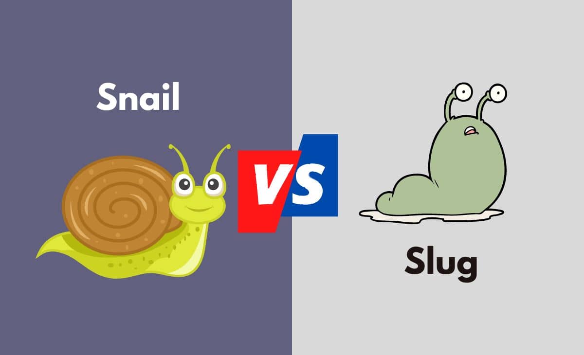 Snail Vs. Slug - What's The Difference (With Table)