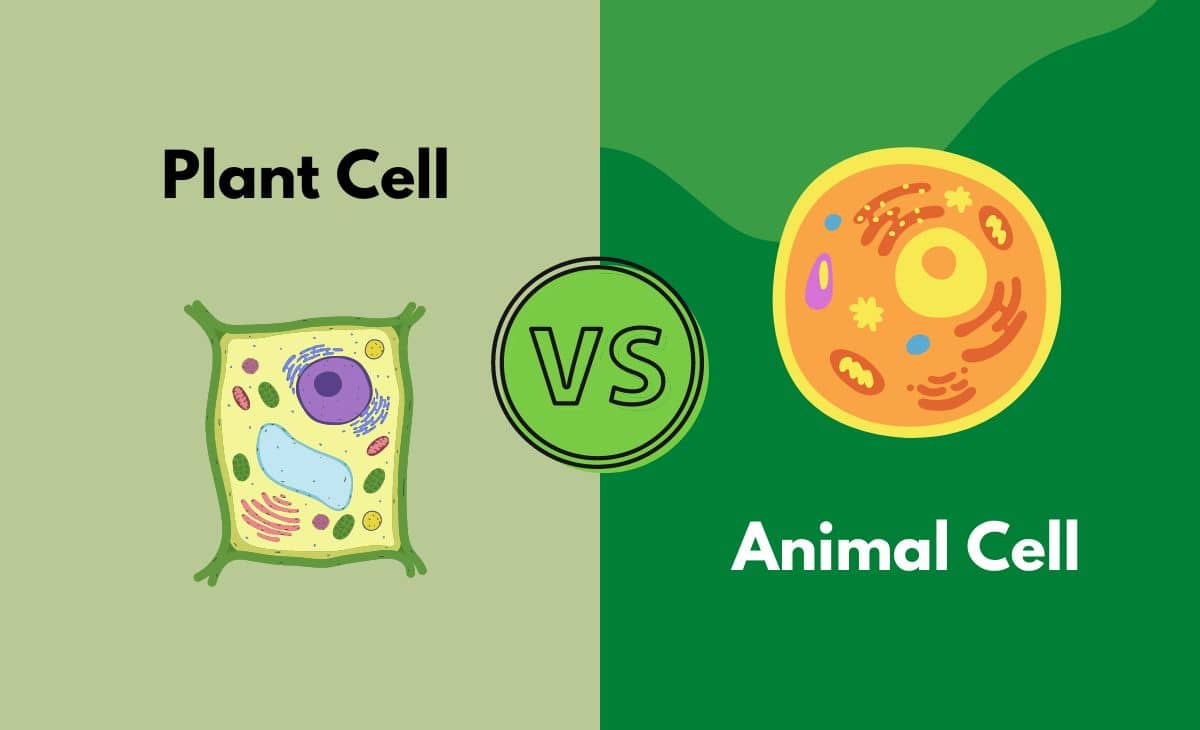 Plant Cell Vs Animal Cell What s The Difference With Table 