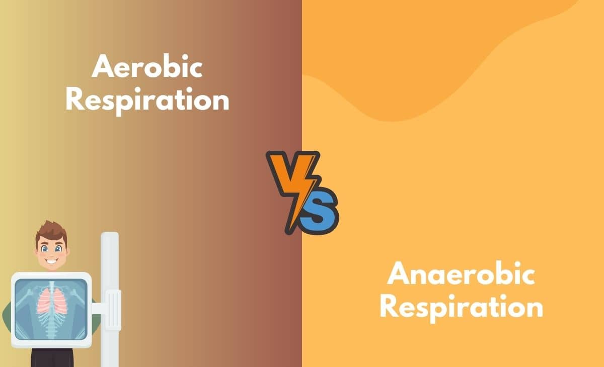 Aerobic Respiration Vs Anaerobic Respiration What S The Difference
