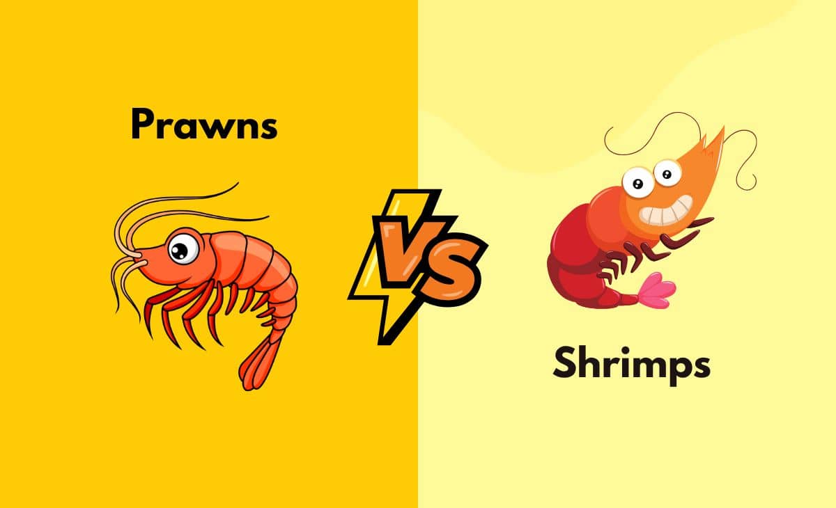Prawns Vs. Shrimps - What's the Difference (With Table)